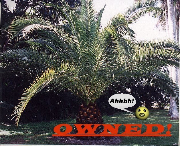 Palm tree with a cartoon face saying Ahhhh! and the word OWNED! superimposed