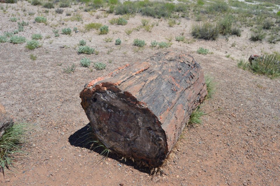 Petrified log in a desert landscape.