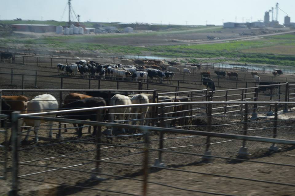 Cattle in pens at a feedlot.