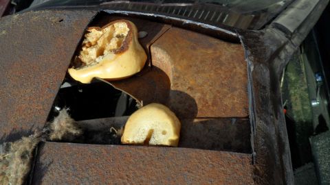 1972 Ford Ranchero - Rusted metal panel with bread pieces, likely from a vehicle's engine bay.