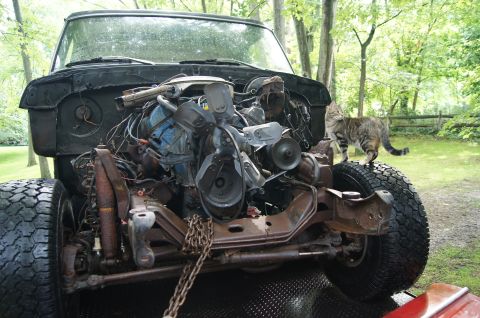 1979 Ford Bronco - A tabby cat stands on the tire of a black truck with its engine exposed, parked outdoors.