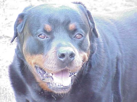 1991 Ford Bronco - 9 year old male Rottie named Chaos.