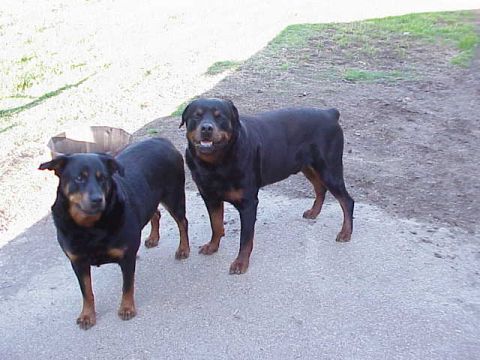 1991 Ford Bronco - Chaos and 4 year old female Rottie named Star.
