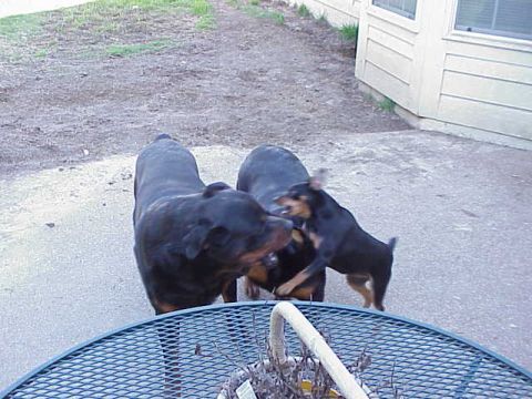 1991 Ford Bronco - Chaos, Star and 2 year old female Miniature Pinscher named Baby.
