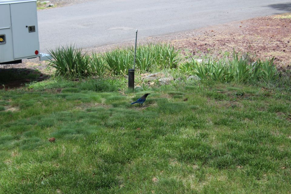 A blue bird stands on a grassy lawn.