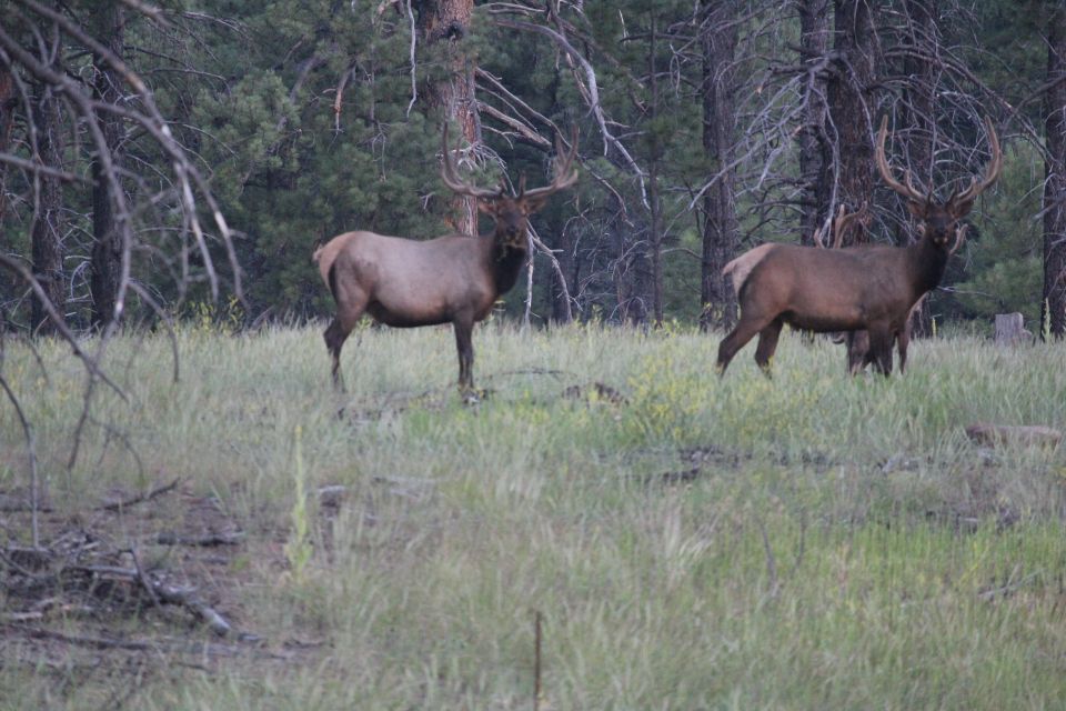 Two bull elk with large antlers in a grassy field.