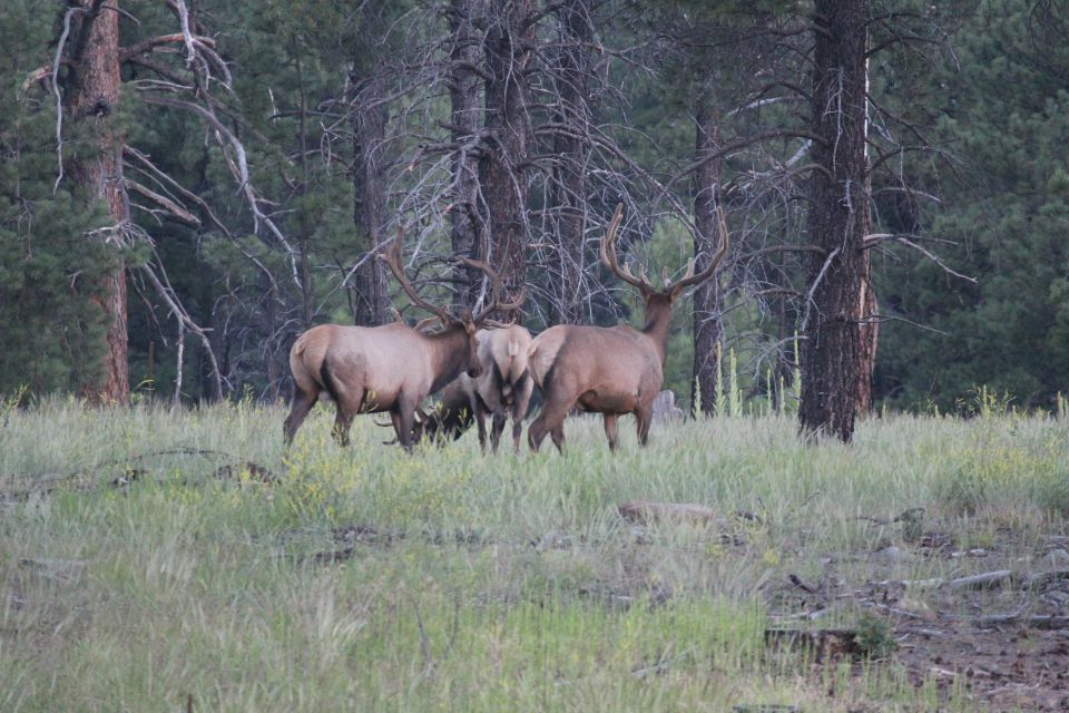 Herd of elk with large antlers in a grassy meadow with pine trees.