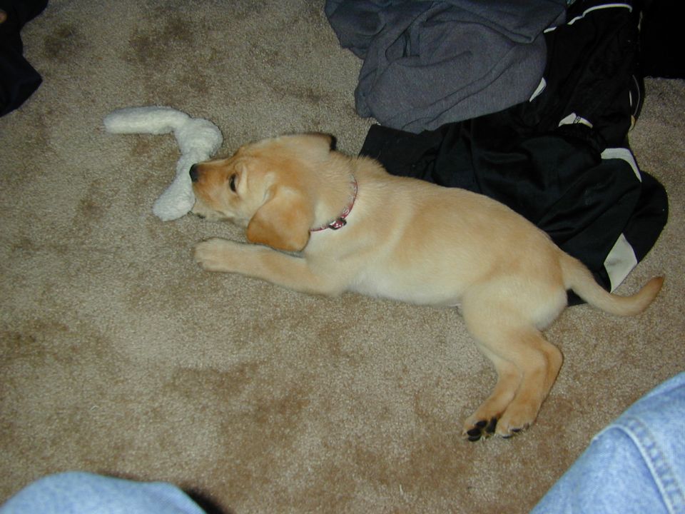 Yellow Lab puppy with red collar lying on tan carpet