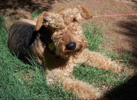 1985 Ford Bronco - An Airedale Terrier rests in the grass, its distinctive curly coat contrasting with the green blades.
