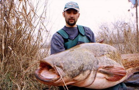 1992 Ford Bronco - A man proudly displays a massive catfish he has caught, with reeds in the background.