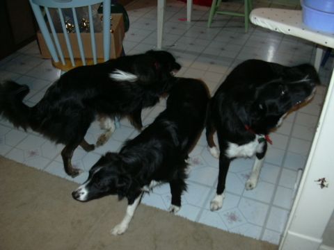 1991 Ford Bronco - Three dogs are gathered on a tiled floor, with one looking up and to the right.
