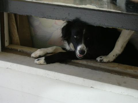 1991 Ford Bronco - A black and white dog rests its head and paws on a ledge, looking out from behind a dark wooden beam.