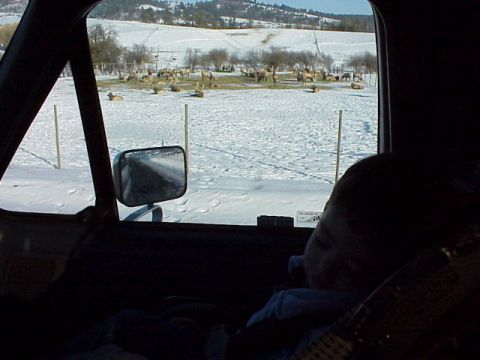 1989 Ford Bronco - View from inside a vehicle shows a sleeping child and a snowy landscape with elk.