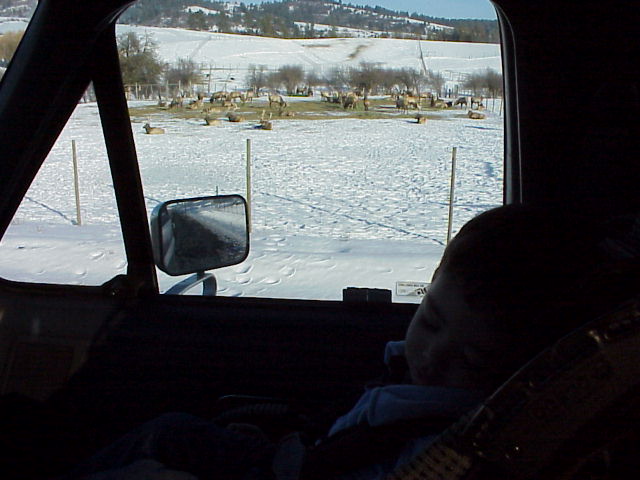 Child sleeping in car seat, view through window shows snowy field with elk