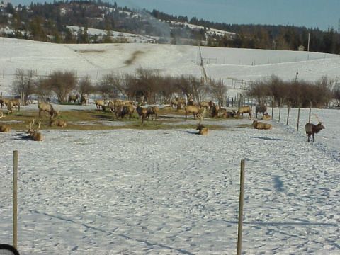 1989 Ford Bronco - A herd of elk are grazing and resting in a snow-covered field, with trees and hills visible in the distance.