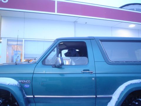 1996 Ford Bronco - A black dog looks out the window of a teal 1996 Ford Bronco.
