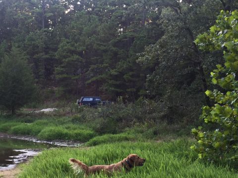 1993 Ford Bronco - A dark blue 1993 Ford Bronco is parked on a dirt path next to a dense forest. A golden retriever is in the foreground, standing in tall gre…