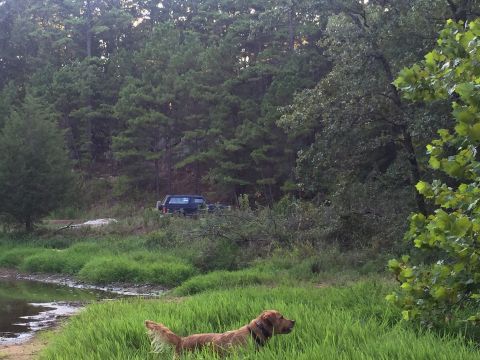 1993 Ford Bronco - A dark blue Ford Bronco is parked on a dirt path in a wooded area next to a body of water. A golden retriever is in the foreground, standin…