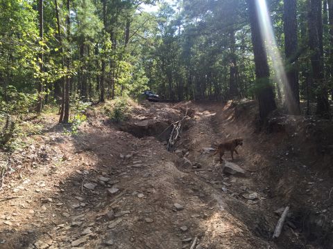 1993 Ford Bronco - A dark-colored SUV is parked on a steep, rocky, dirt trail in a wooded area. A brown dog walks on the trail in the foreground.