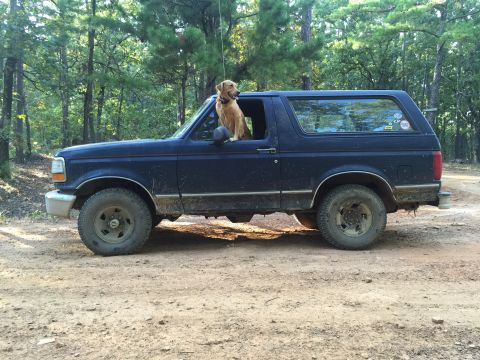 1993 Ford Bronco - A tan dog with its head and front paws out the driver's side window of a dark blue Ford Bronco parked on a dirt road in a wooded area. The…