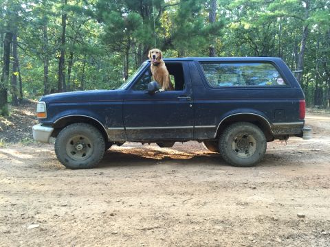 1993 Ford Bronco - A golden retriever sits in the driver's side window of a dark blue Ford Bronco parked on a dirt road in a wooded area.