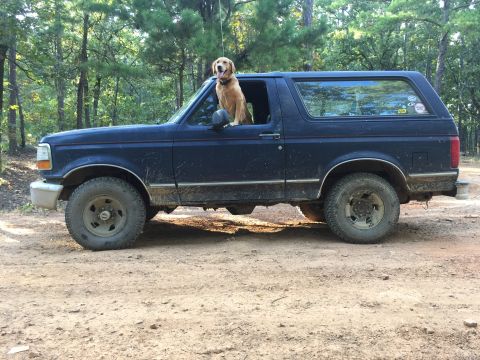 1993 Ford Bronco - A golden retriever is sitting in the driver's side window of a dark blue Ford Bronco parked on a dirt road in a wooded area. The vehicle ap…