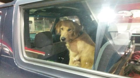 1993 Ford Bronco - A golden retriever sits in the passenger seat of a dark-colored SUV, looking out the open window. The interior shows dark seats and the ref…