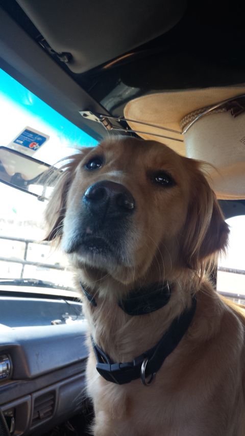 1993 Ford Bronco - A golden retriever dog wearing a black collar sits in the passenger seat of a vehicle, looking up towards the camera. A straw hat is visibl…