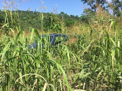 1993 Ford Bronco - A dark colored SUV, likely a 1993 Ford Bronco, is partially obscured by tall green grass and foliage. The vehicle is seen from the side, wi…