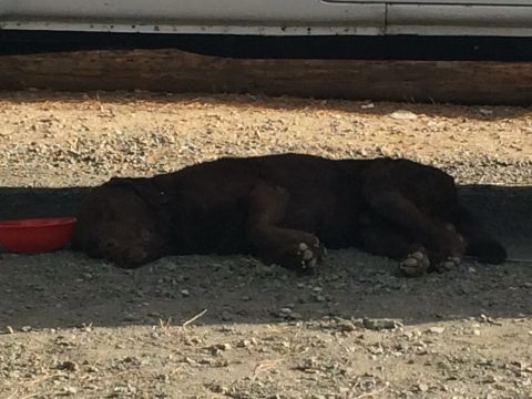 1997 Dodge 3500 - A dog rests on the ground near a red bowl, shaded by a vehicle.
