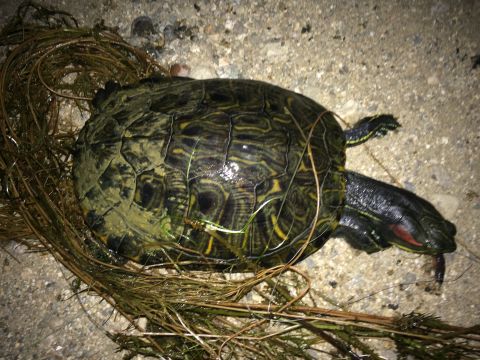1997 Dodge 3500 - A turtle rests on the ground, its shell adorned with intricate patterns and its head showing distinct red markings.