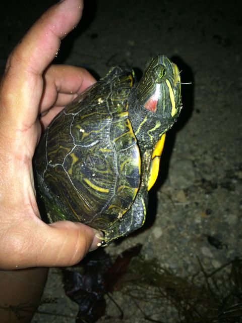 1997 Dodge 3500 - A hand holds a turtle, revealing its patterned shell and distinctive head markings.