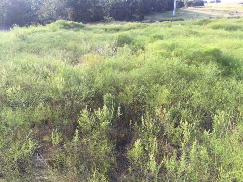 1993 Ford Bronco - A field of green brush and weeds obscures any potential vehicles, with trees and a utility pole visible in the background.