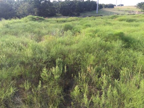 1993 Ford Bronco - A vast, overgrown field with dense vegetation and trees lining the horizon. A utility pole is visible in the distance.