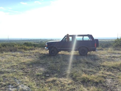 1993 Ford Bronco - A dog enjoys the view from a 1993 Ford Bronco parked on a hill.