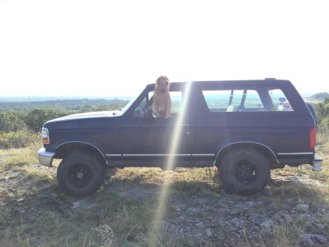 1993 Ford Bronco - A dog sits in the driver's seat of a dark 1993 Ford Bronco parked on a grassy hill.