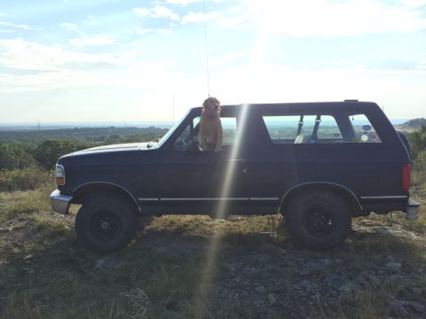 1993 Ford Bronco - Dog enjoys the view from the driver's seat of a 1993 Ford Bronco on a sunny day.