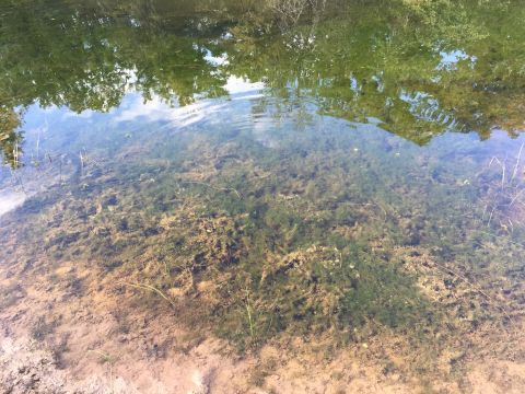 1993 Ford Bronco - A view of the bottom of a body of water, showing aquatic plants and sand.
