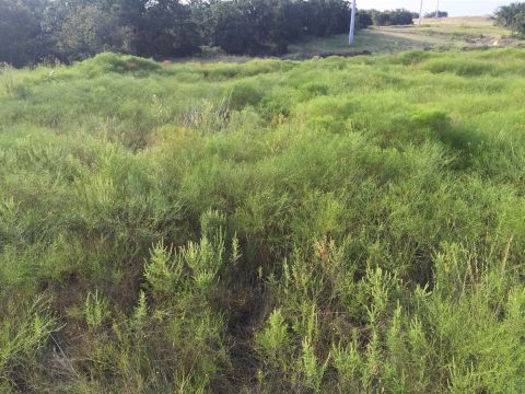 1993 Ford Bronco - A wide view of a field overgrown with green brush and trees in the distance, with a utility pole visible on the right.