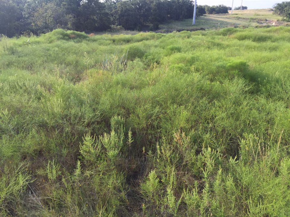 Overgrown field with trees and a utility pole