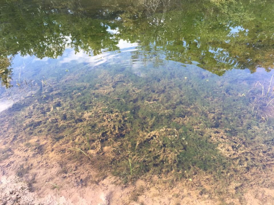 Underwater plants and sandy bottom with reflections of trees and sky