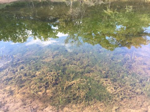 1993 Ford Bronco - Reflections of trees and sky are visible on the surface of the water, with aquatic plants below.