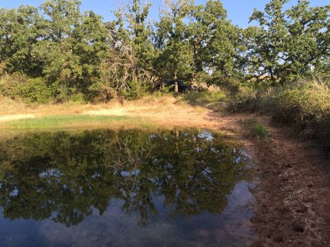 1993 Ford Bronco - A dark SUV is parked in a natural setting near a pond, surrounded by trees and vegetation.