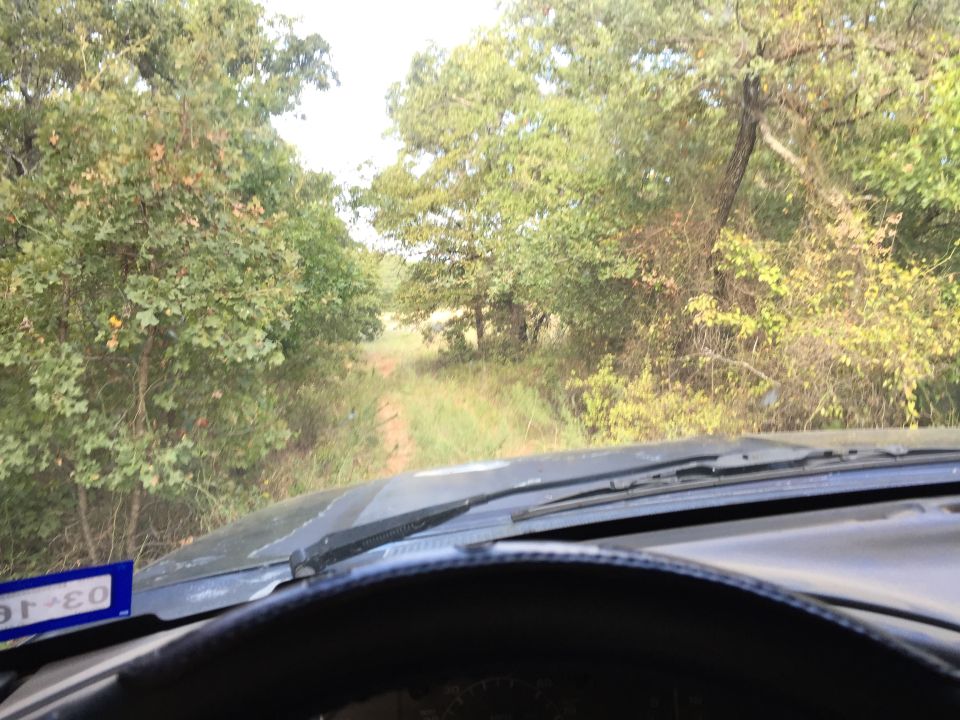 Dashboard view from inside a vehicle driving on a dirt road surrounded by trees. A blue license plate is visible on the left