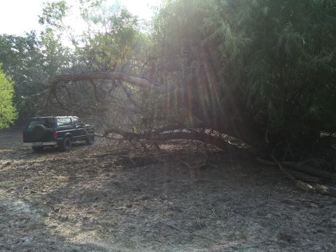 1993 Ford Bronco - A dark blue Ford Bronco is parked on muddy ground next to a large fallen tree. The vehicle is viewed from the rear quarter, with the spare…