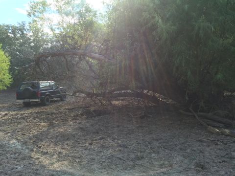 1993 Ford Bronco - A dark colored SUV is parked on a muddy, uneven surface next to a large fallen tree and dense foliage.