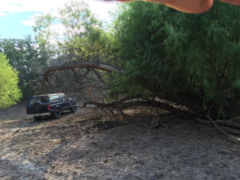 1993 Ford Bronco - A dark blue Ford Bronco is parked on a muddy, uneven terrain next to a large, overgrown tree with a fallen branch. The vehicle is viewed fr…