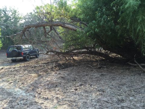 1993 Ford Bronco - An SUV is parked on a dirt path surrounded by trees and foliage.