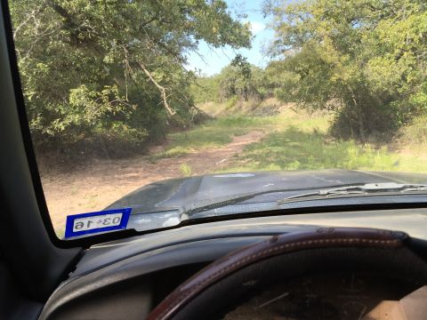 1993 Ford Bronco - View from inside a vehicle looking out at a dirt road winding through trees. A Texas license plate sticker is visible on the windshield.