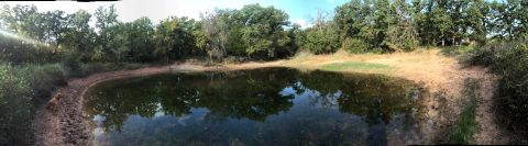 1993 Ford Bronco - A panoramic view of a pond surrounded by trees and vegetation. A small dog is visible sitting on the muddy bank on the left side of the ima…